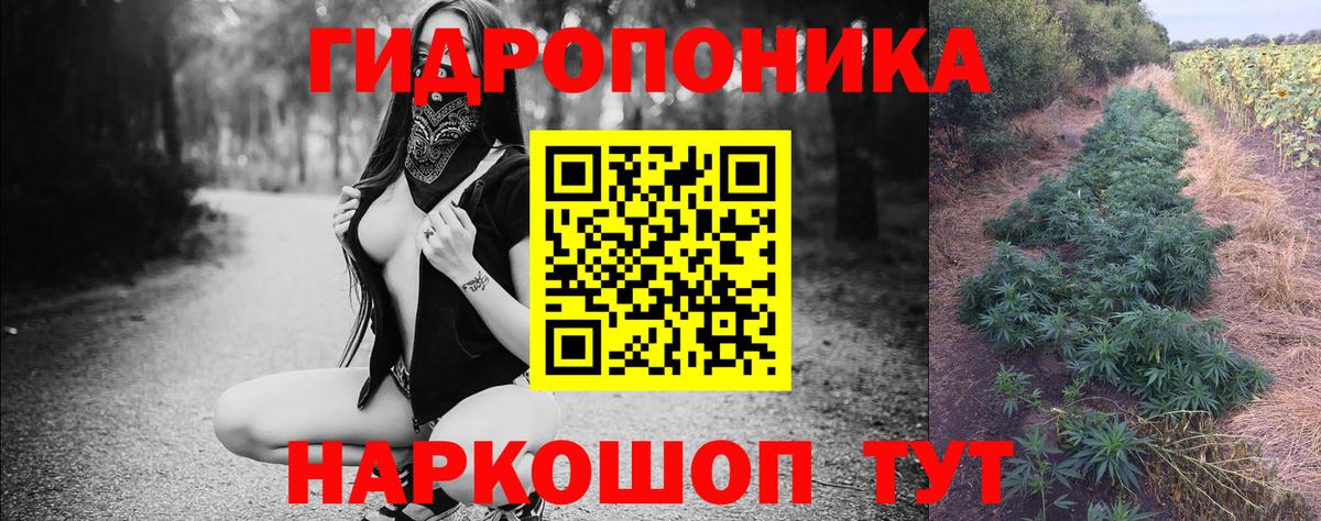 Шишки марихуана сатива Лесной